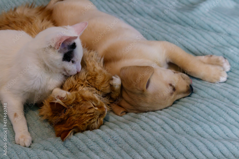 Small cute labrador retriever puppy dog and two young cats on a bed. Friendship of pets Small cute labrador retriever puppy dog and two young cats on a bed. Friendship of pets