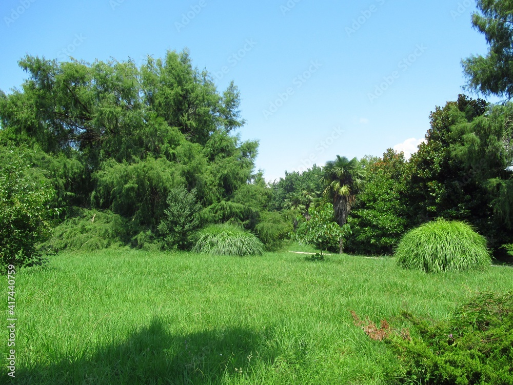 trees in the park