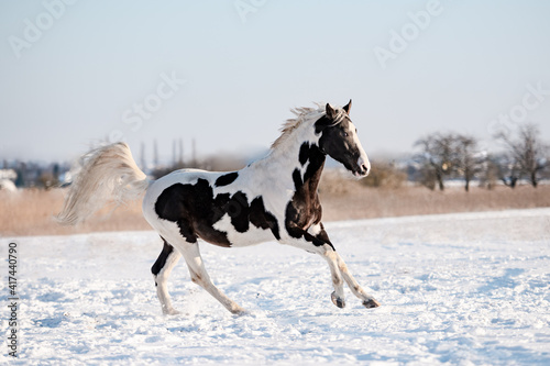 Beautiful stunning pinto horse on snow.