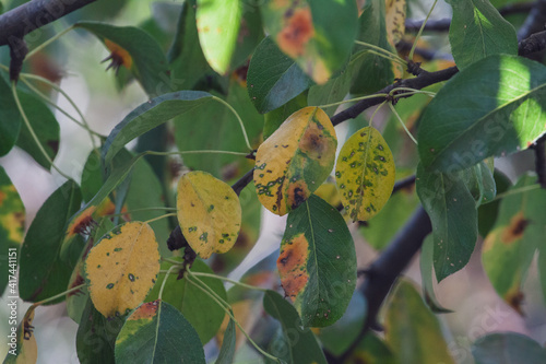 Branches leaves and pear fruits affected by orange rusty spots and horn-shaped growths with spores of the fungus Gymnosporangium sabinae in a human home garden. Pear leaves with pear rust infestation. photo