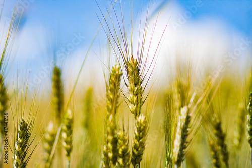 green wheat in field before harvest
