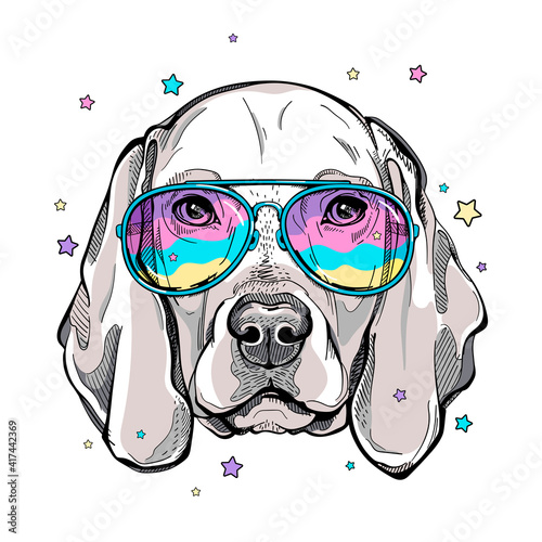 Cute weimaraner dog portrait. Weimaraner in sunglasses. Vector illustration. Stylish image for printing on any surface photo