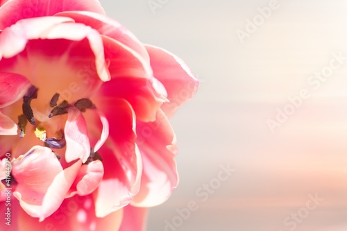 Fototapeta Naklejka Na Ścianę i Meble -  Tulpe in rosa/pink