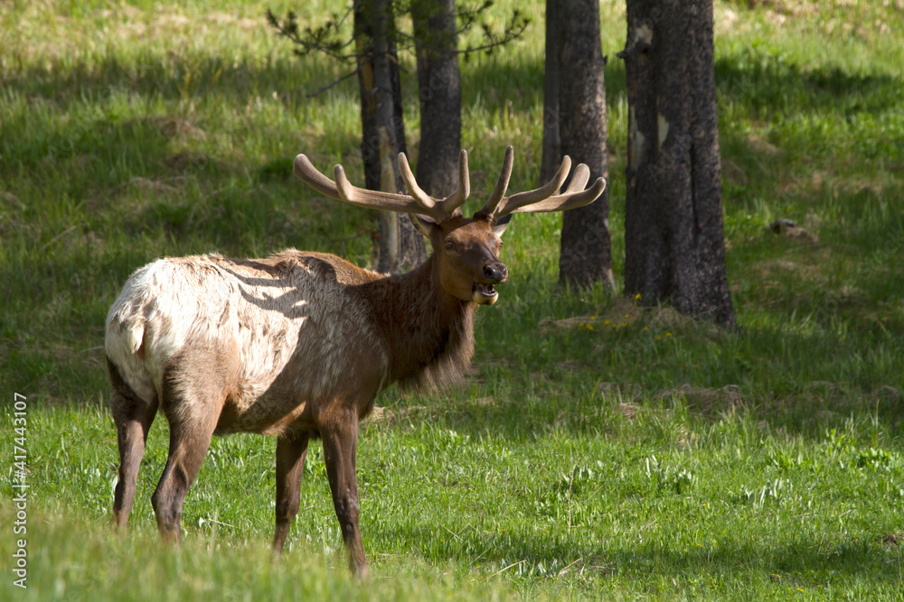 Bull Elk with Anters Making a Shadow on his Back Bull Elk with Anters Making a Shadow on his Back
