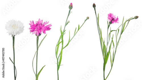 four cornflowers closeup on white