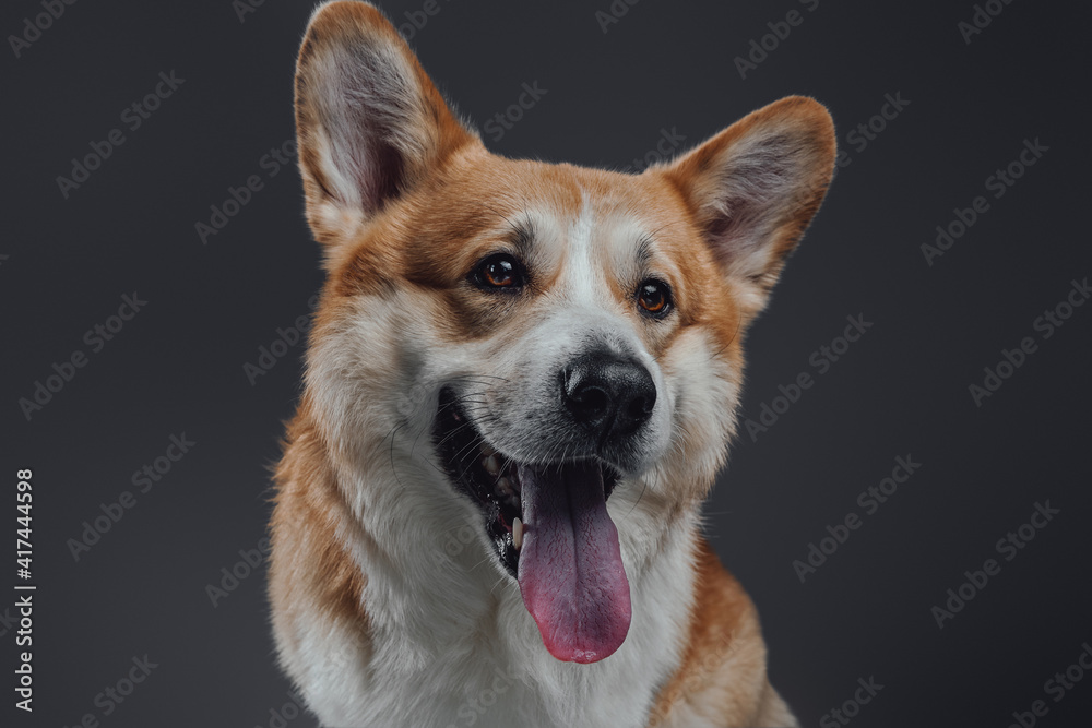 Portrait of an adorable welsh corgi dog looking curiously with hanging tongue on gray background in studio.