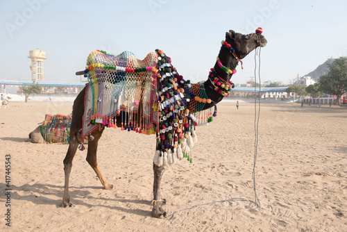 Pushkar / India 27 October 2017  Decorated camels are waiting for tourists  at Pushkar Camel Fair in Rajasthan India
