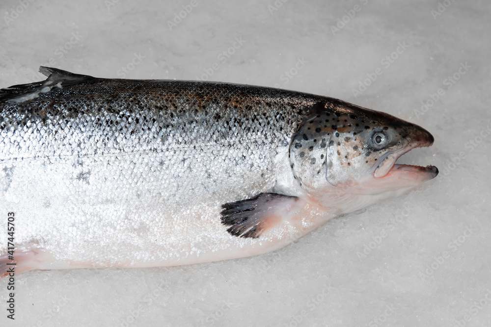 chilled fresh trout (salmon fish) on ice in a store or market, with shallow depth of field, top view, close up