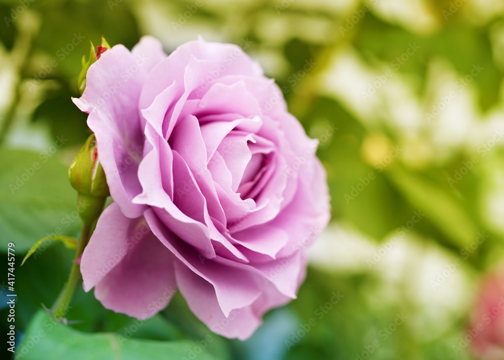 Close-up pink rose flower on a background of bright greenery in a garden on a sunny day, soft selective focus Close-up pink rose flower on a background of bright greenery in a garden on a sunny day, soft selective focus