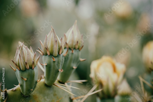 Prickly pear cactus flower during spring close up with retro color.