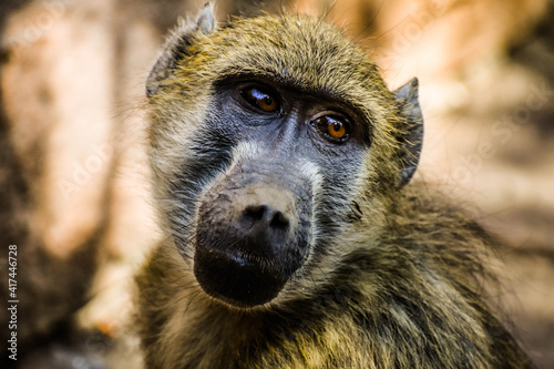 portrait of baboon © Cora
