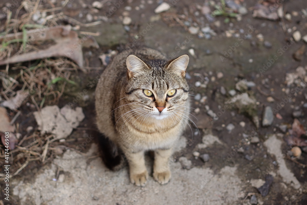 Fototapeta premium cat in the garden