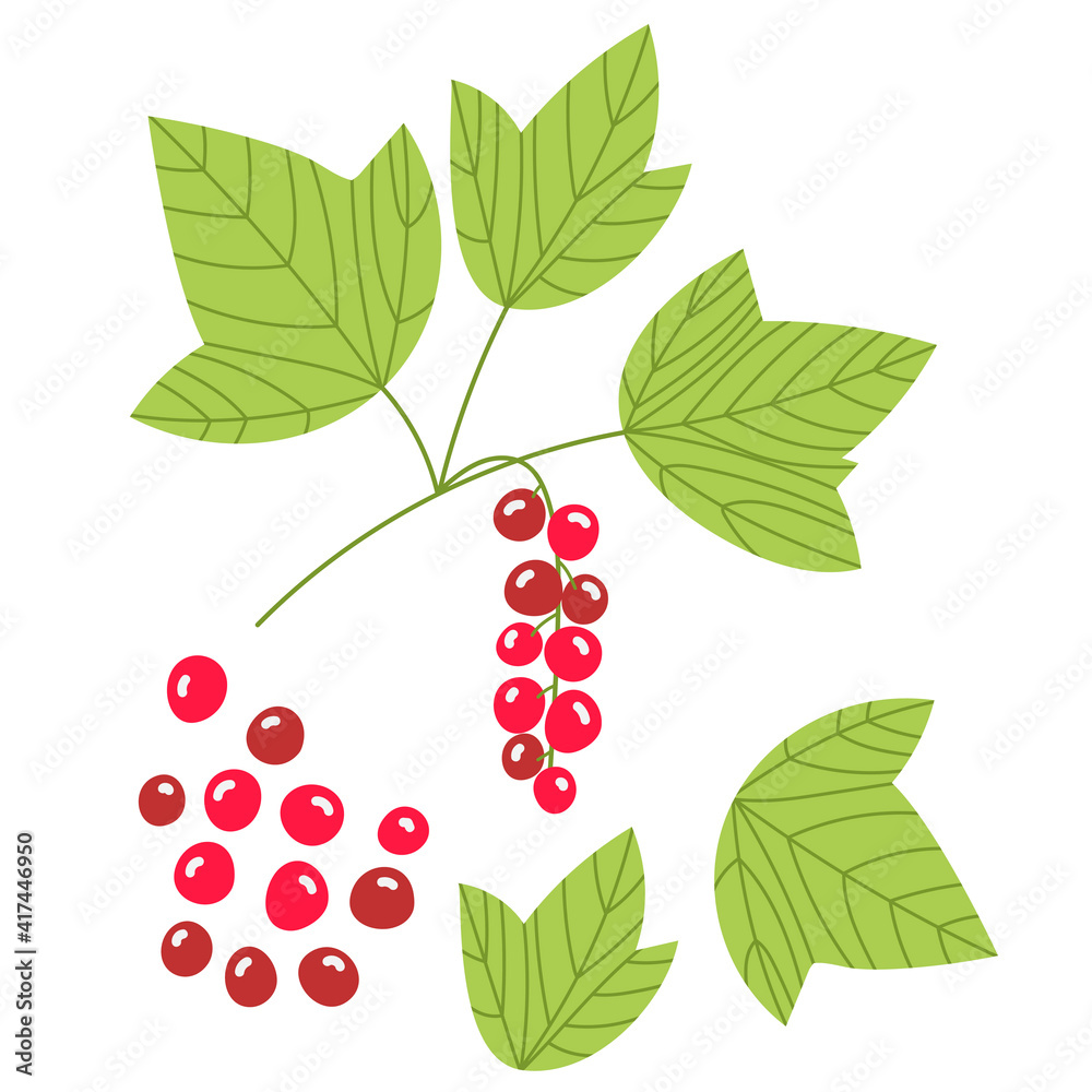 A branch of red currant, individual berries and leaves. Vector illustration of berries in the flat style. A branch of red currant, individual berries and leaves. Vector illustration of berries in the flat style.