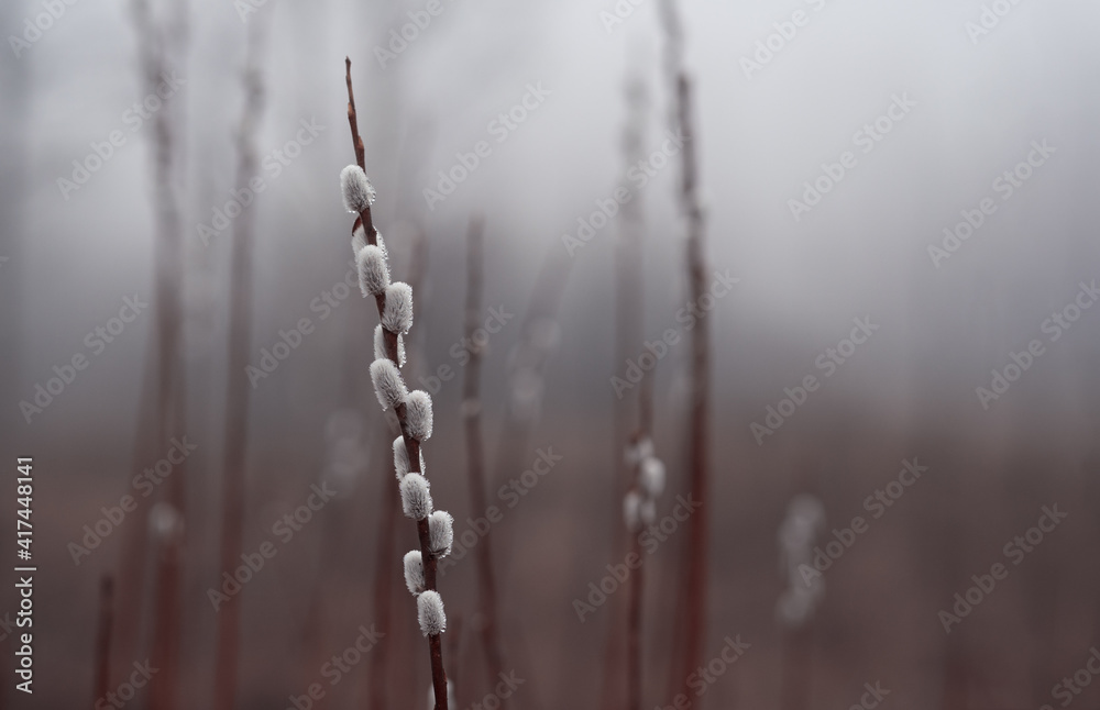 Willow branches misty early in the morning in the dew drops. Spring background Willow branches misty early in the morning in the dew drops. Spring background
