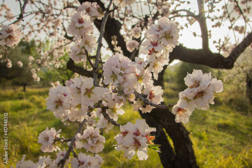 Tela Closeup of a blooming almond tree