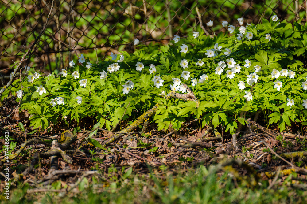 small white spring flowers on green wet background surface small white spring flowers on green wet background surface