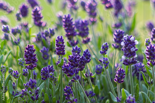 lavender flowers in a garden