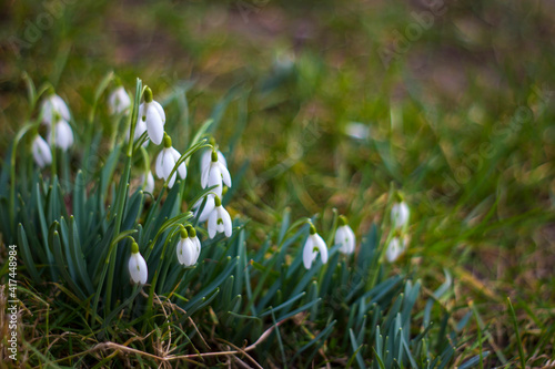 snowdrop - one of the first spring flowers © Mira Drozdowski