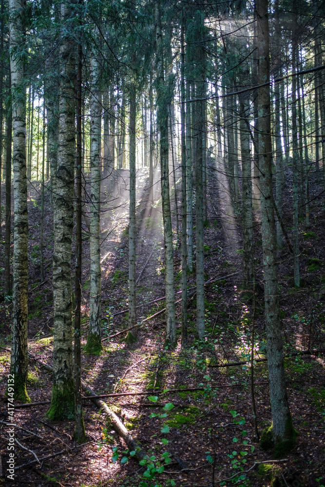 mystical summer forest with green grass and sun rays mystical summer forest with green grass and sun rays