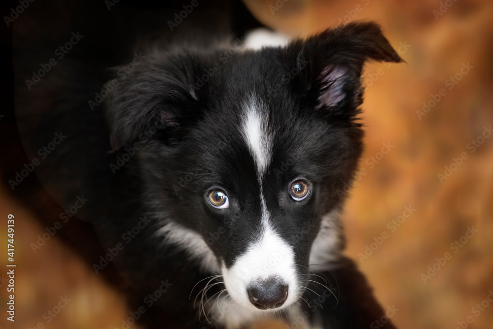 Portrait of border collie puppy staring