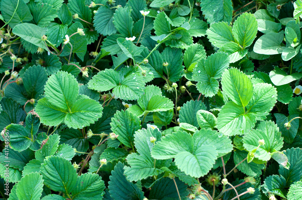 Flowering bushes of strawberries on a strawberry field in a farm. Organic farming. Bush of strawberry grow in the garden. Flowering bushes of strawberries on a strawberry field in a farm. Organic farming. Bush of strawberry grow in the garden.