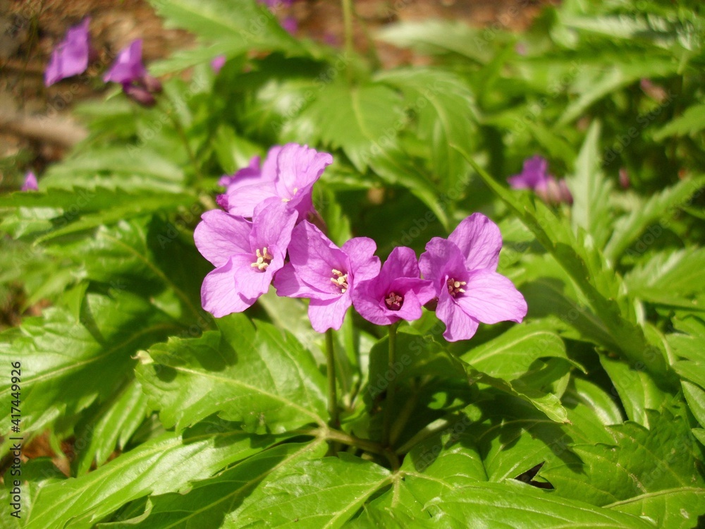 Cardamine bulbifera in the forest in blooming time Cardamine bulbifera in the forest in blooming time