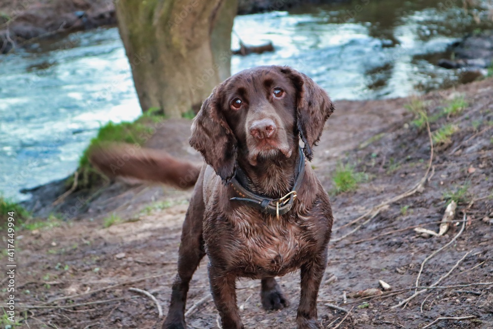 Brown chocolate working cocker spaniel clipped shaved short fur coat portrait Brown chocolate working cocker spaniel clipped shaved short fur coat portrait