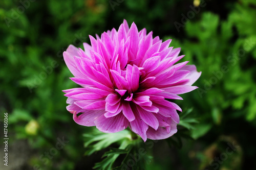 summer anemone bloom