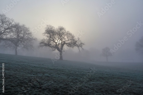 Foggy landscape with morning sun through winter trees