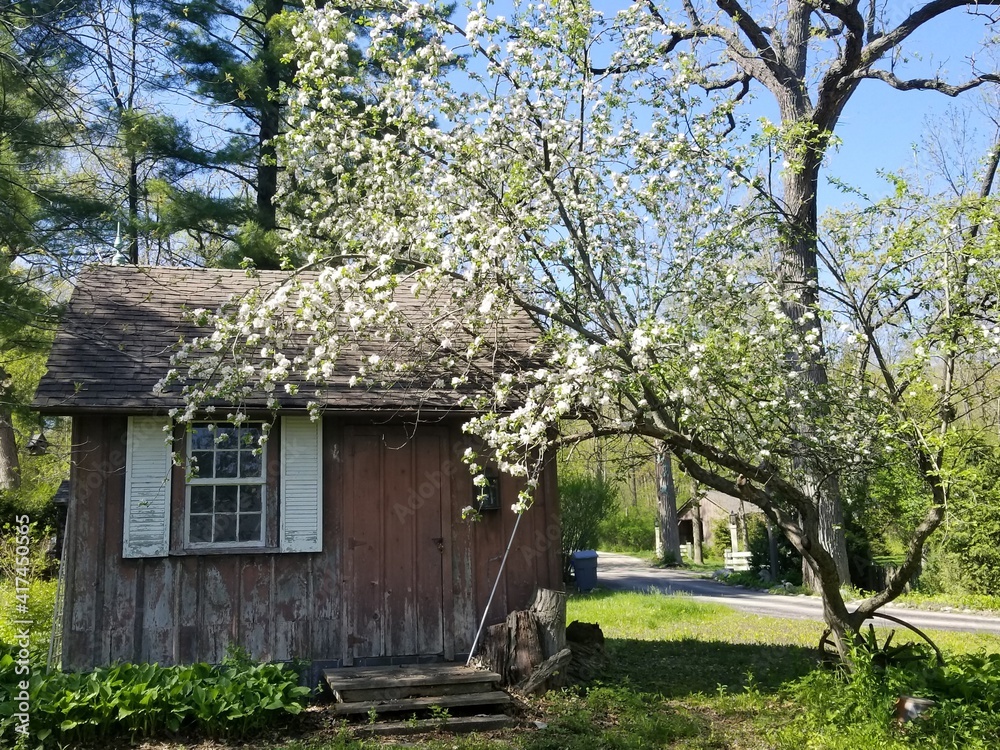 Rustic Shed and Apple Blossom Tree Rustic Shed and Apple Blossom Tree
