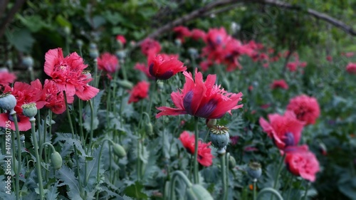 Poppy Crimson Feathers at full bloom at dusk. Papaver Hybridum flower planted in the garden