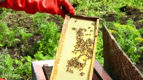 Bee family on honeycombs.nspection of the bee family. photo