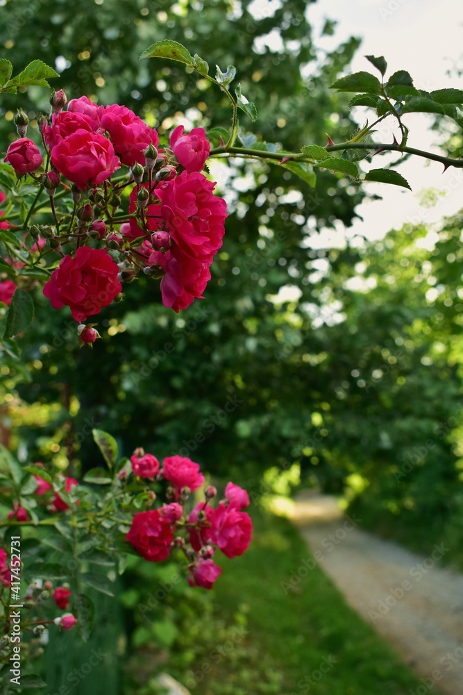 a red rose in the garden a red rose in the garden