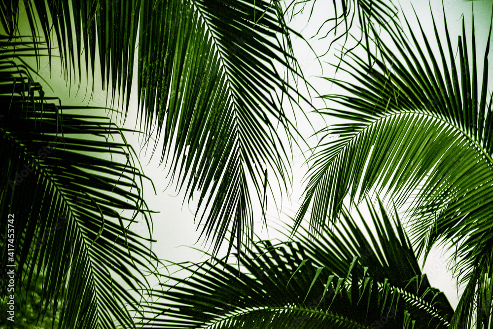 abstract background of vibrant palm trees in artificial light electric summer abstract background of vibrant palm trees in artificial light electric summer