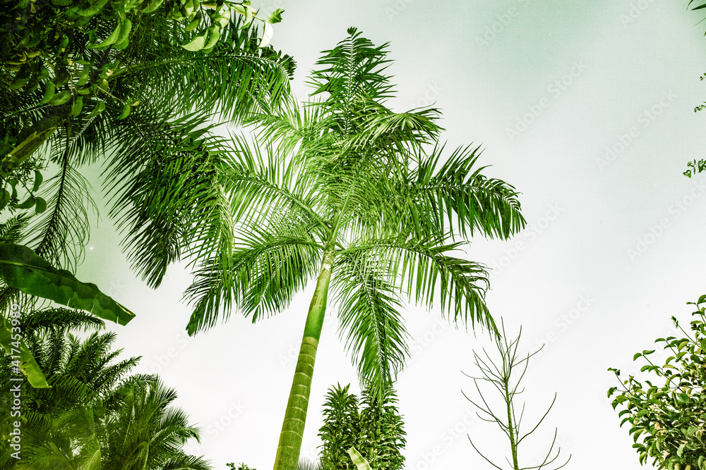 Fototapeta premium abstract background of vibrant palm trees in artificial light electric summer