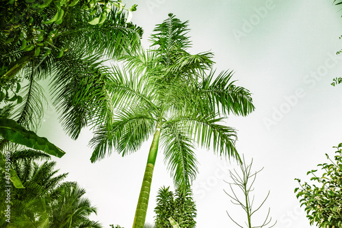 abstract background of vibrant palm trees in artificial light electric summer