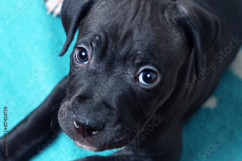 American Pit Bull Terrier puppy portrait © akintevs