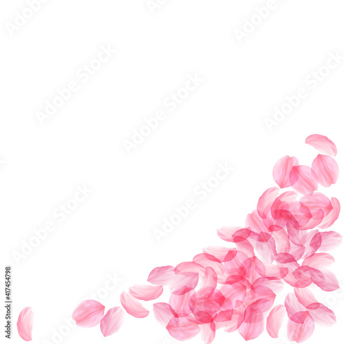 Sakura petals falling down. Romantic pink silky big flowers. Thick flying cherry petals. Bottom righ