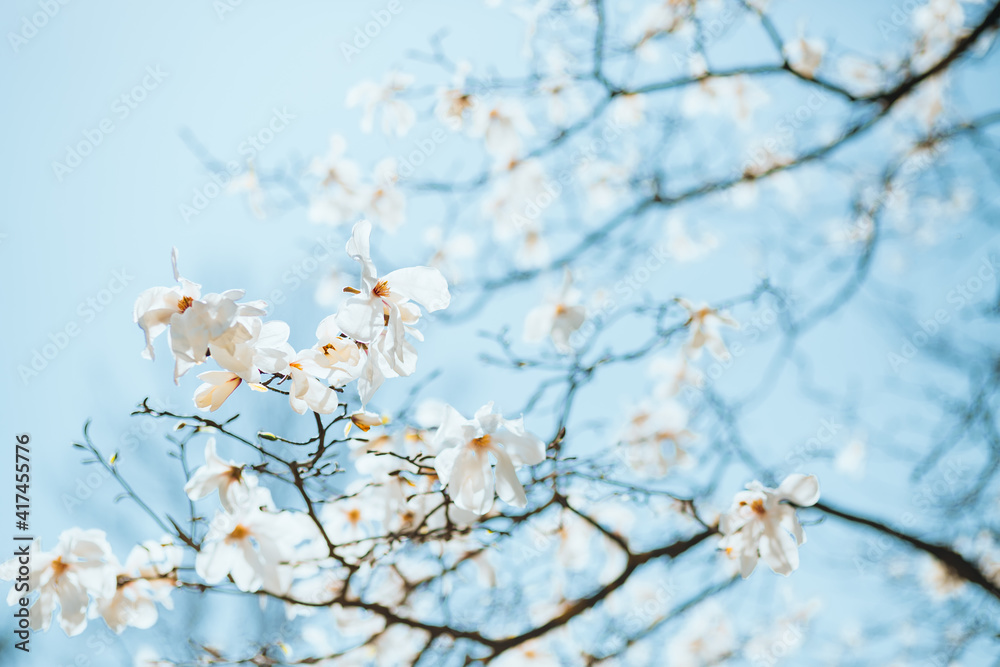 Splendid lush magnolia flowers in sunlight against blue sky. Splendid lush magnolia flowers in sunlight against blue sky.