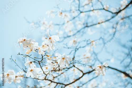 Splendid lush magnolia flowers in sunlight against blue sky.