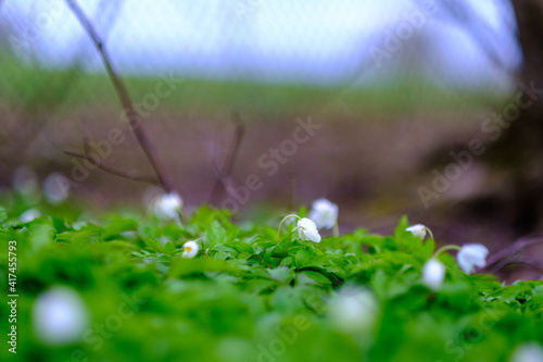 small white spring flowers on green wet background surface