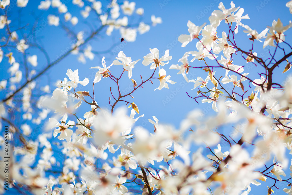 Splendid lush magnolia flowers in sunlight against blue sky. Splendid lush magnolia flowers in sunlight against blue sky.