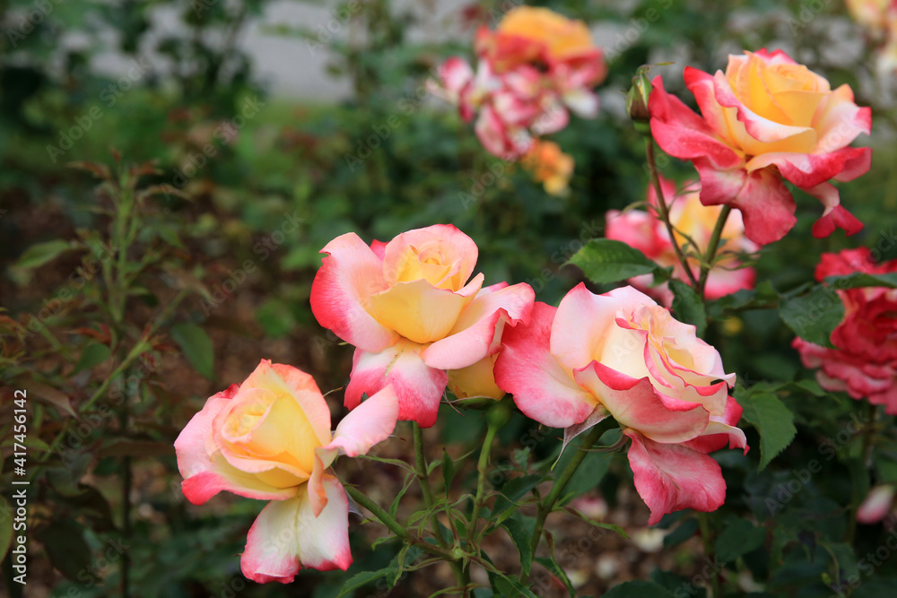 Roses in the city garden