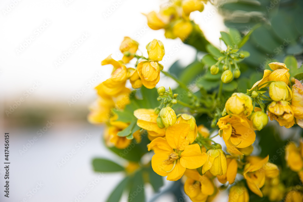 Small yellow flowers senna polyphylla desert cassia. Small yellow flowers senna polyphylla desert cassia.