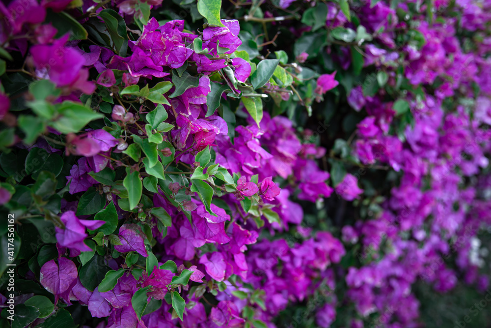 Obraz premium Close-up of a spectacular bush with purple leaves.