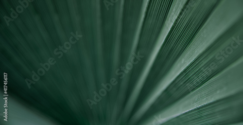 Close up of textural green leaves of palm tree.
