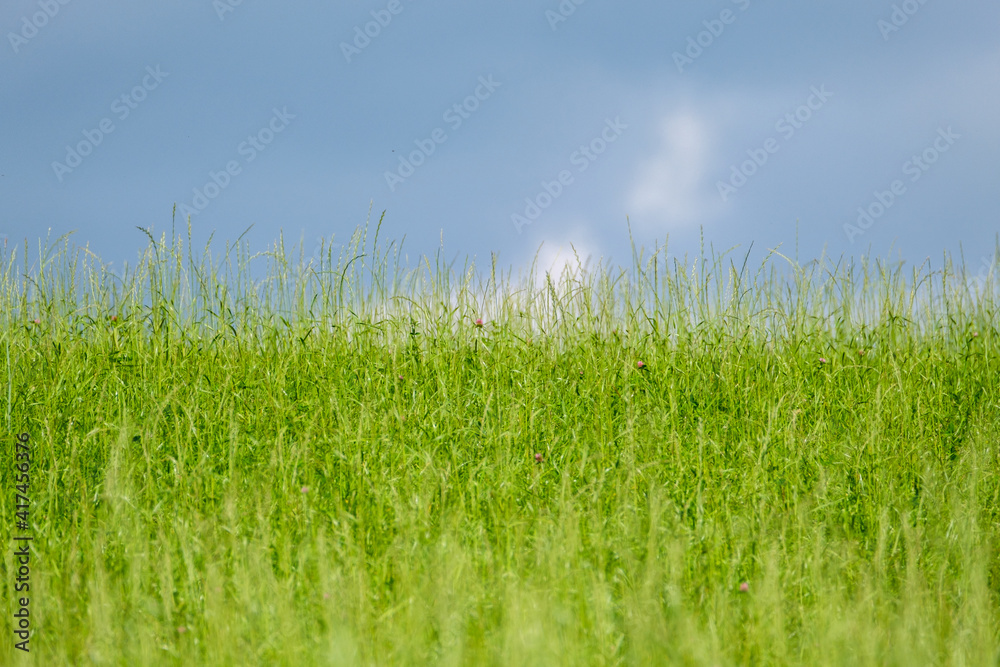 Fototapeta premium green meadow with storm clouds moving on