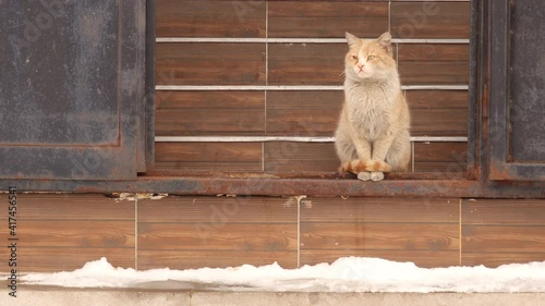 Homeless cat 's meow.
Hungry cat calls someone to feed it in winter -50 degrees Celsius.
Sad call that breaks the heart.
kitten needs to be adopted.
pet in street, pets.
wildlife, wild nature, park photo