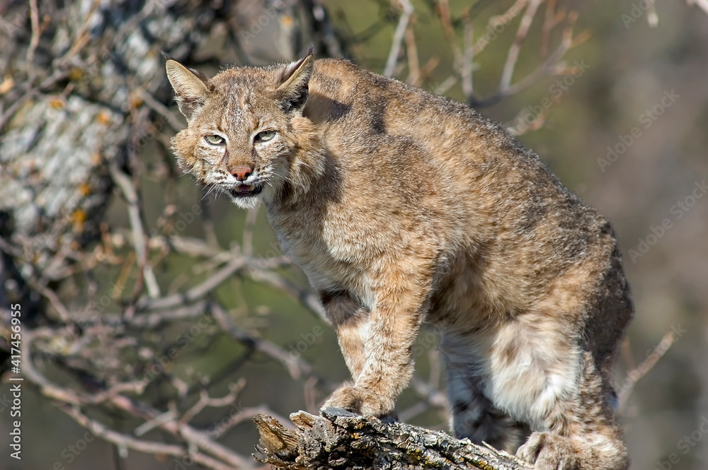 Obraz premium Bobcat on tree branch