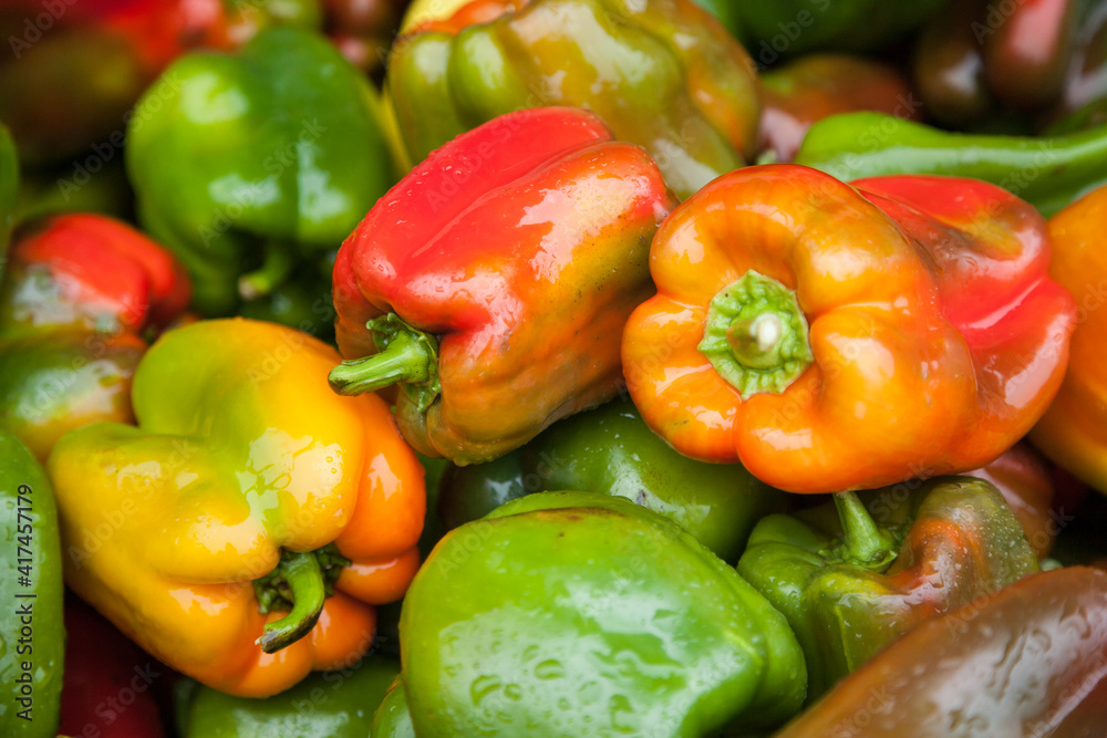 A  display of bell peppers at a farm near Gervais, Oregon